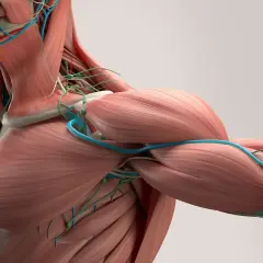 Anatomia człowieka: mięśnie, naczynia krwionośne i limfatyczne. Zrozumienie, czym jest powięź, pomaga docenić złożoność ciała.