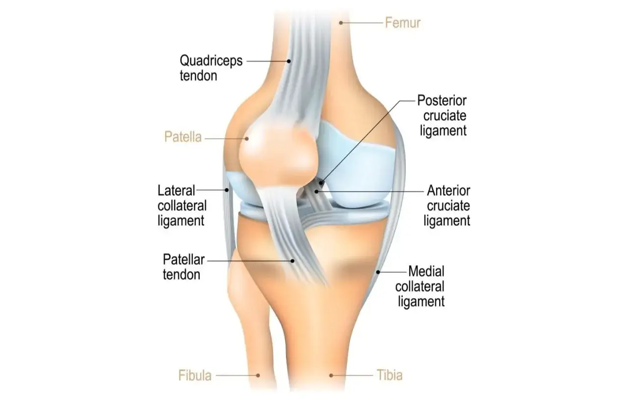 Anatomia kolana: więzadło poboczne kolana, więzadła krzyżowe, rzepka, ścięgna i kości.
