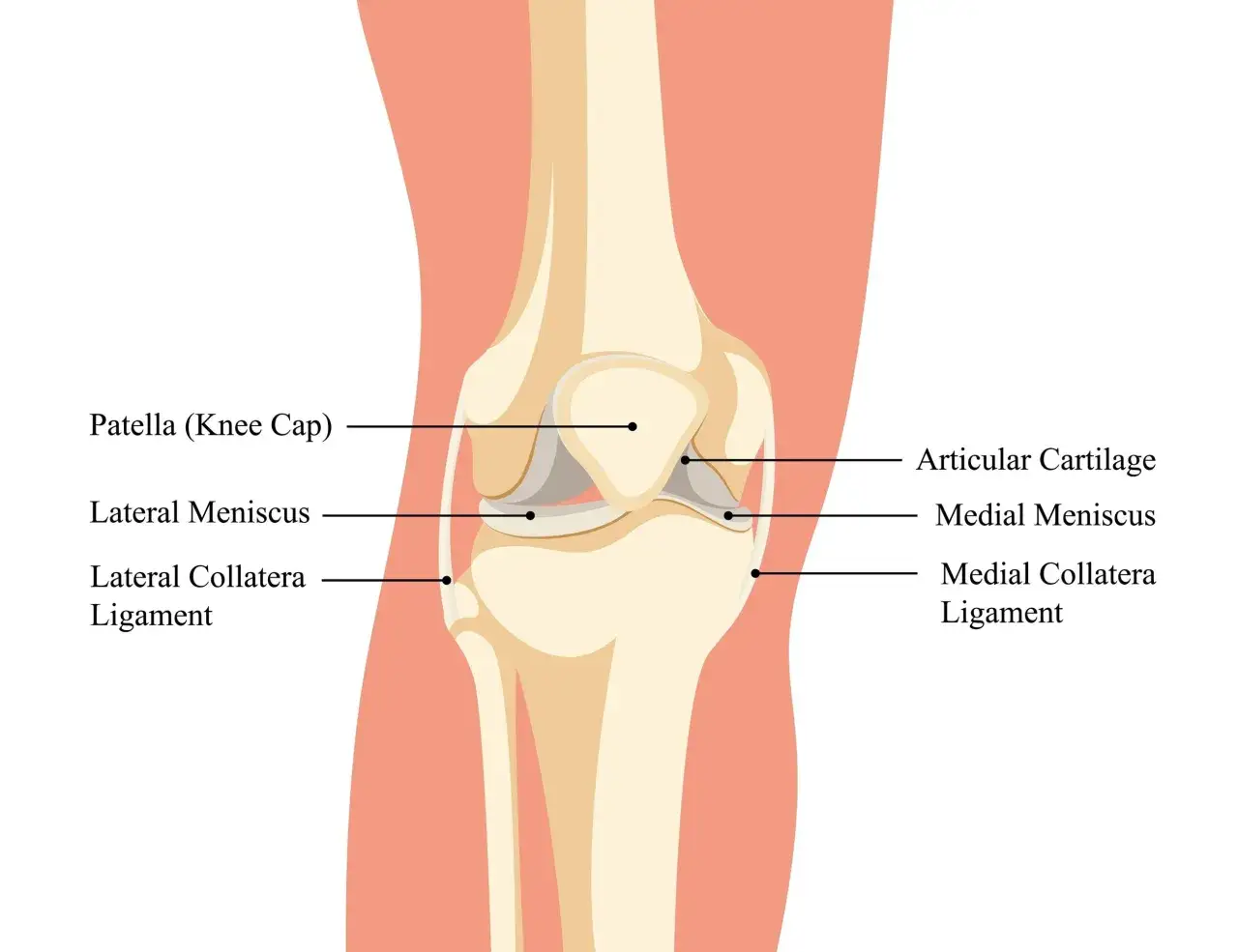 Anatomia kolana z zaznaczonymi strukturami. Ból kolana podczas siedzenia może być związany z problemami z rzepką, łąkotkami lub więzadłami.