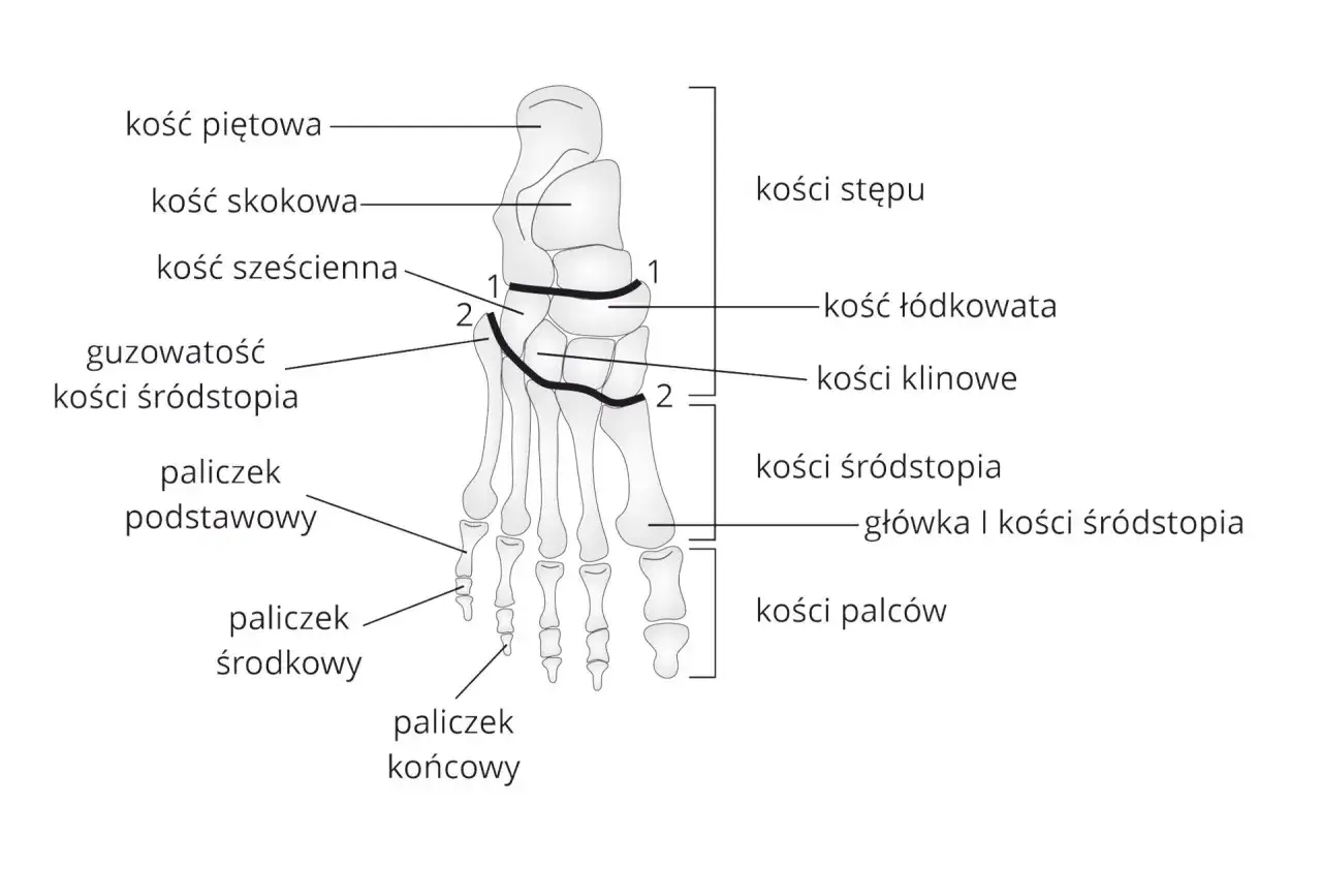 Anatomia stopy: kości stępu, kości śródstopia (w tym guzkowatość kości śródstopia) i kości palców.