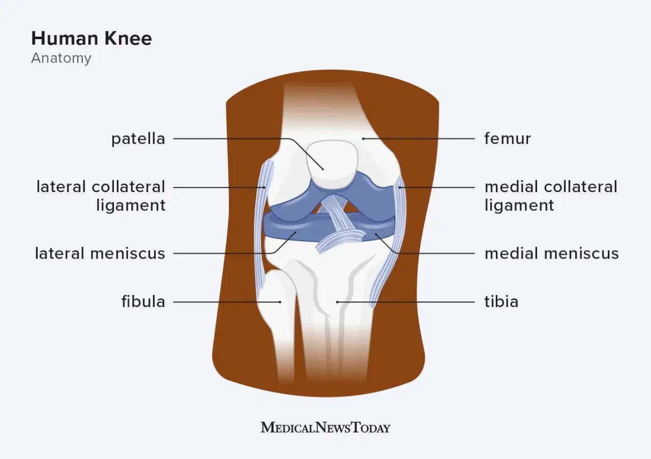 Anatomia kolana: uszkodzona rzepka, więzadła poboczne, łąkotki, kość udowa, piszczelowa i strzałkowa.