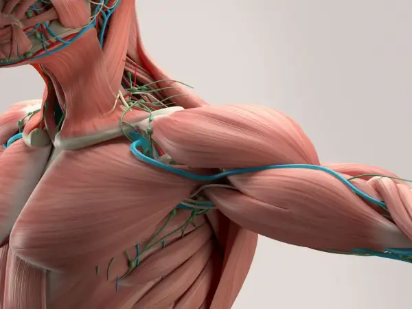 Anatomia człowieka: mięśnie, naczynia krwionośne i limfatyczne. Zrozumienie, czym jest powięź, pomaga docenić złożoność ciała.